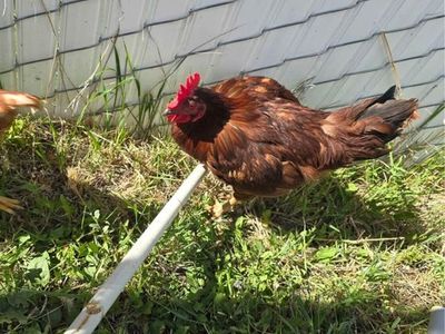 Rooster