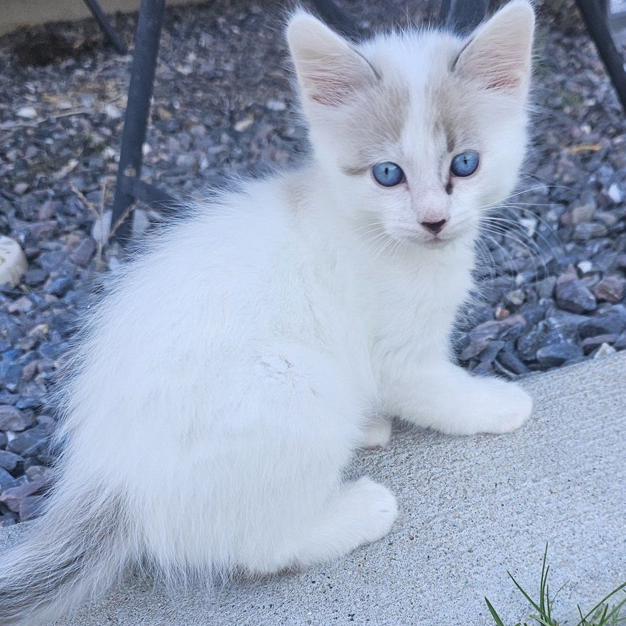 Sweet, friendlyBengal/Siamese  Ragdoll mix Kittens
