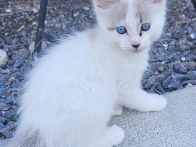 Sweet, friendlyBengal/Siamese Ragdoll mix Kittens