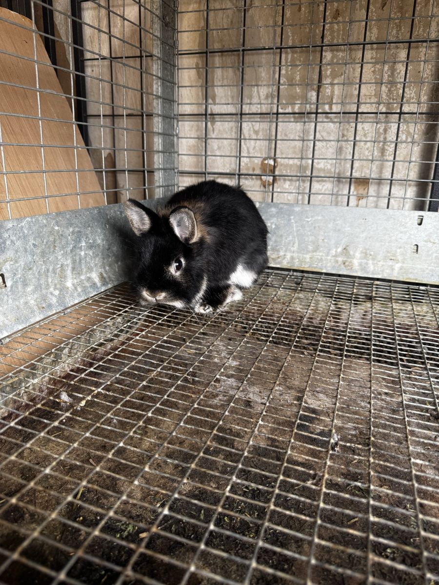 Pedigreed Netherland Dwarf Rabbit - Female