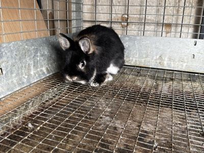 Pedigreed Netherland Dwarf Rabbit - Female