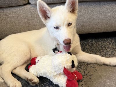 Husky puppy