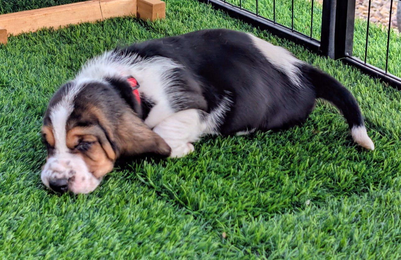 Adorable AKC Basset Hound Puppy - Tricolor, Friendly & Playful
