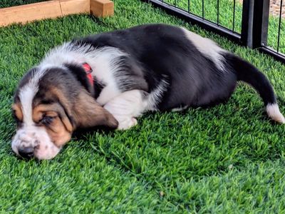 Adorable AKC Basset Hound Puppy - Tricolor, Friendly & Playful