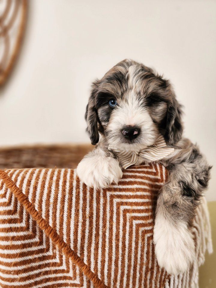 Mountain Sheepadoodle Puppies (Sheepadoodle x Bernedoodle)