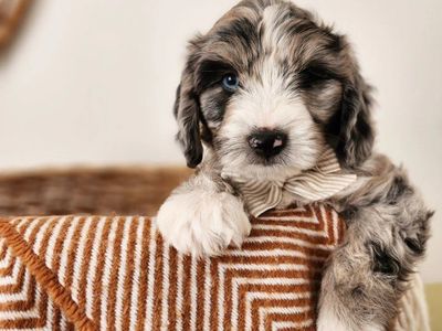 Mountain Sheepadoodle Puppies (Sheepadoodle x Bernedoodle)