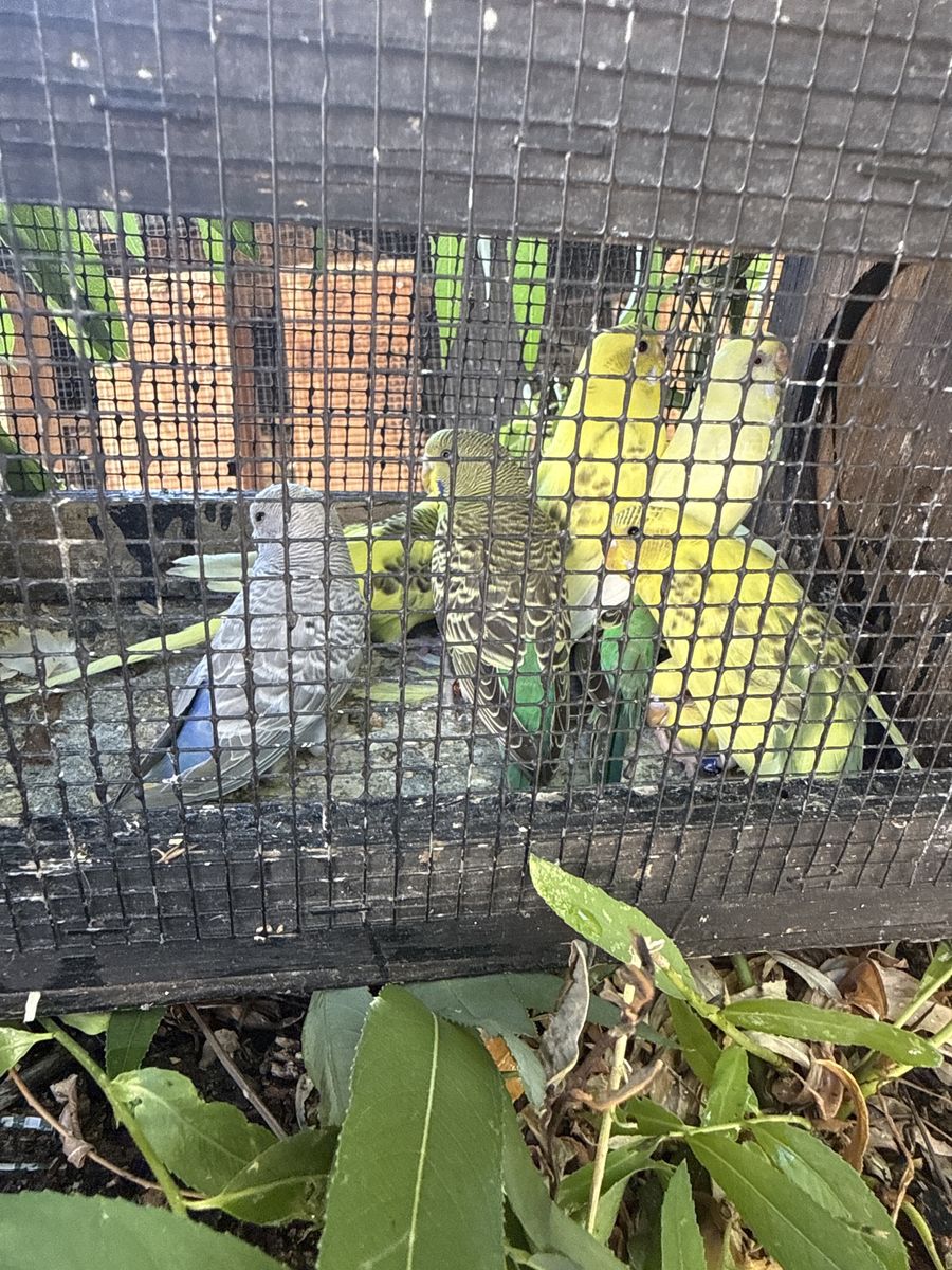 Parakeet’s