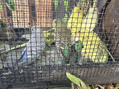Parakeet’s