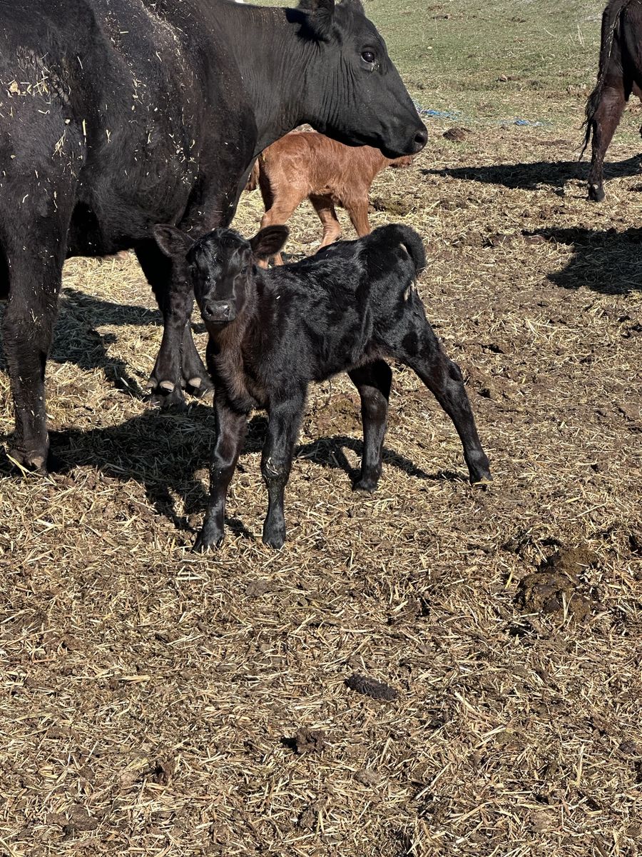 Week old heifer calf
