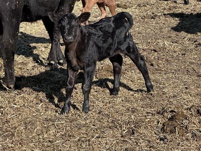Week old heifer calf