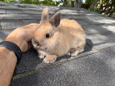 Adorable Netherland Dwarf Bunny - 6 months old.