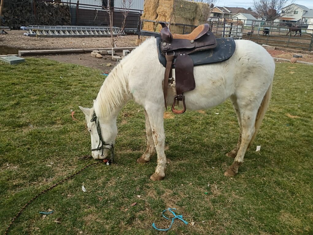 2 Years Old Gelding Pony
