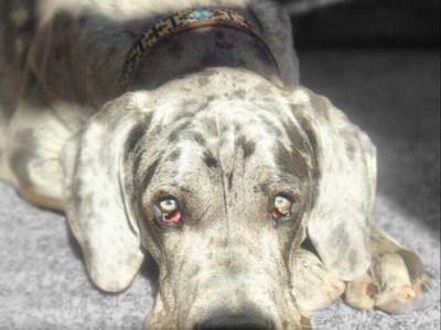 AKC Great Dane Stud