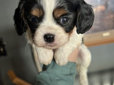 AKC Cavalier King Charles Spaniel Puppies