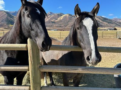 7 year old grade gelding