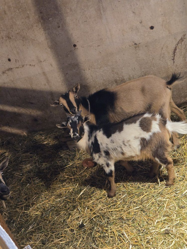 Nigerian dwarf goat herd