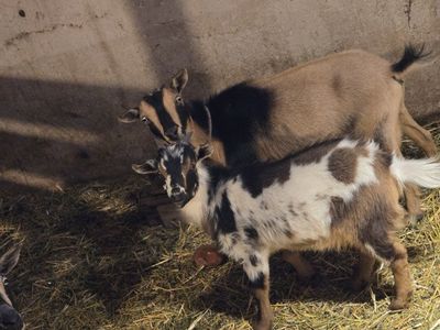 Nigerian dwarf goat herd