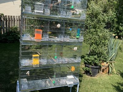 Canary or finch breeding cages