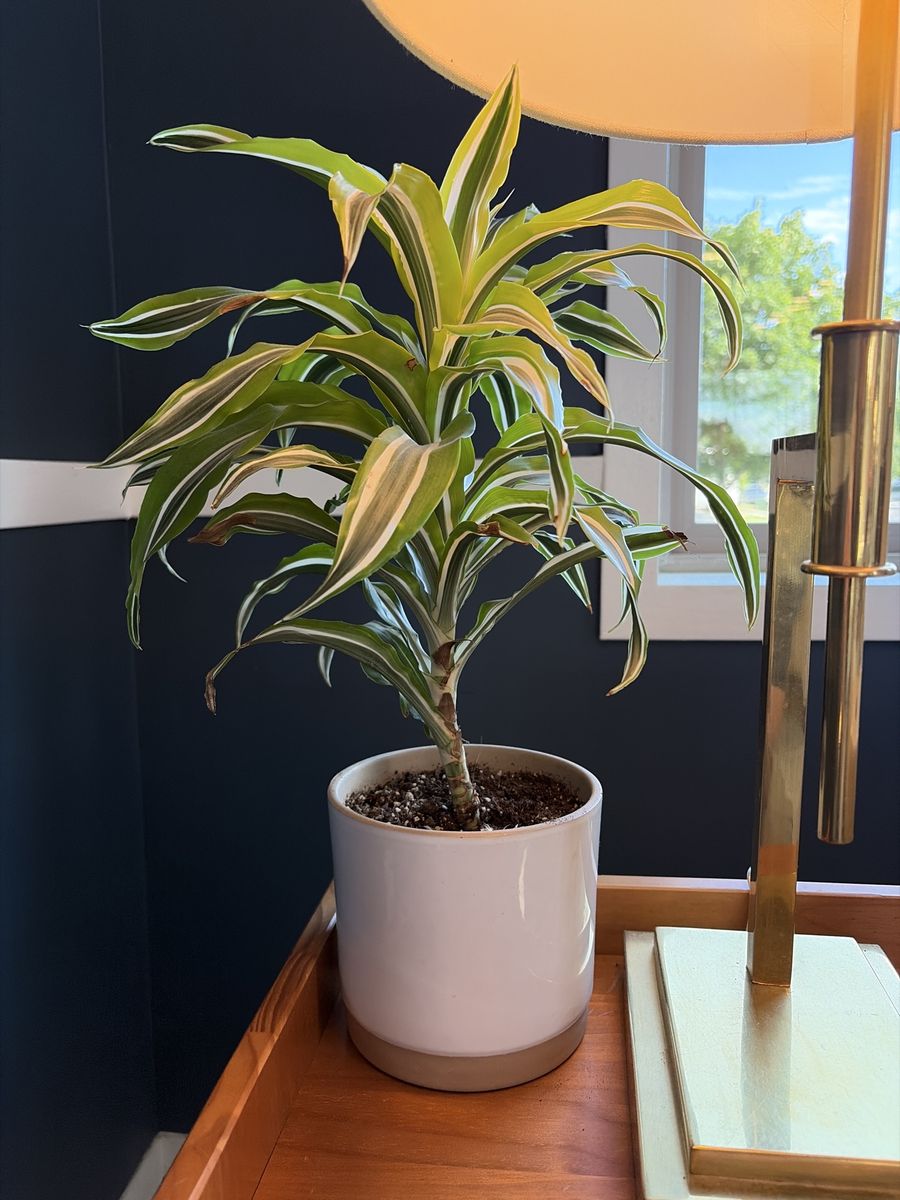 Dracaena 'Lemon Lime' Plant in Ceramic Pot - Healthy Live Indoor Foliage