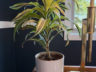 Dracaena 'Lemon Lime' Plant in Ceramic Pot - Healthy Live Indoor Foliage