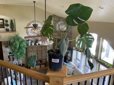 BEAUTIFUL HEALTHY MONSTERA PLANT. CASH/VENMO ONLY
