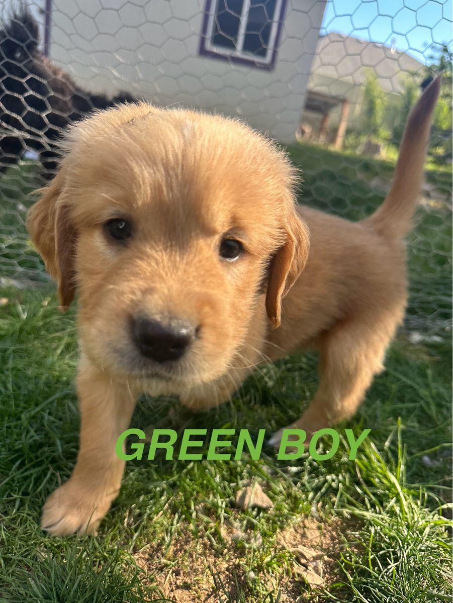 AKC Golden Retriever Puppies-Ready May 27
