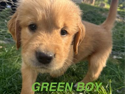 AKC Golden Retriever Puppies-Ready May 27