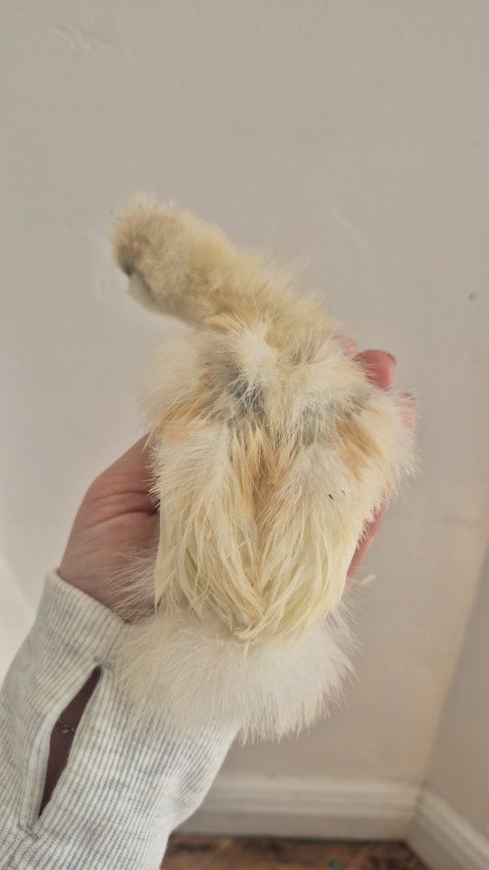 Chicks! Silkie & Silkie / Bantam Cochin