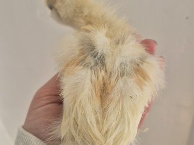 Chicks! Silkie & Silkie / Bantam Cochin