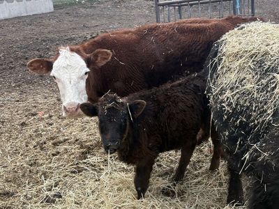 Bull calf