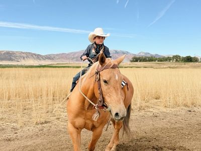 Palomino Mare