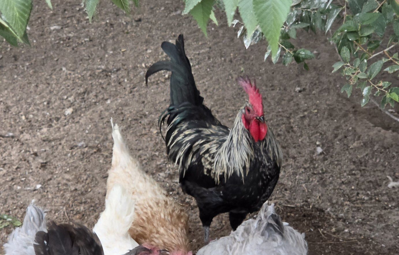 7 Large Roosters - FREE
