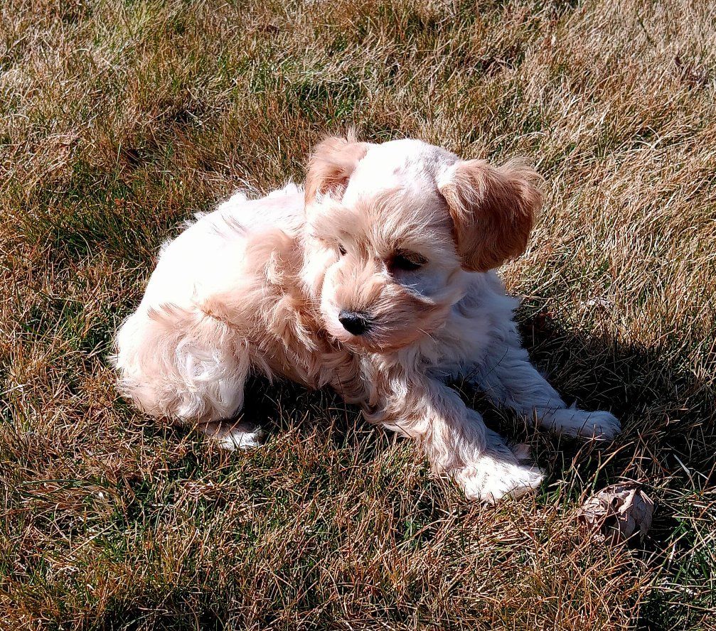 Miniature Schnauzer AKC female