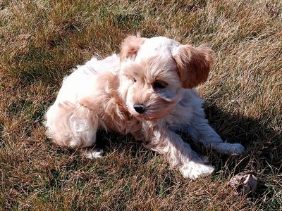 Miniature Schnauzer AKC female