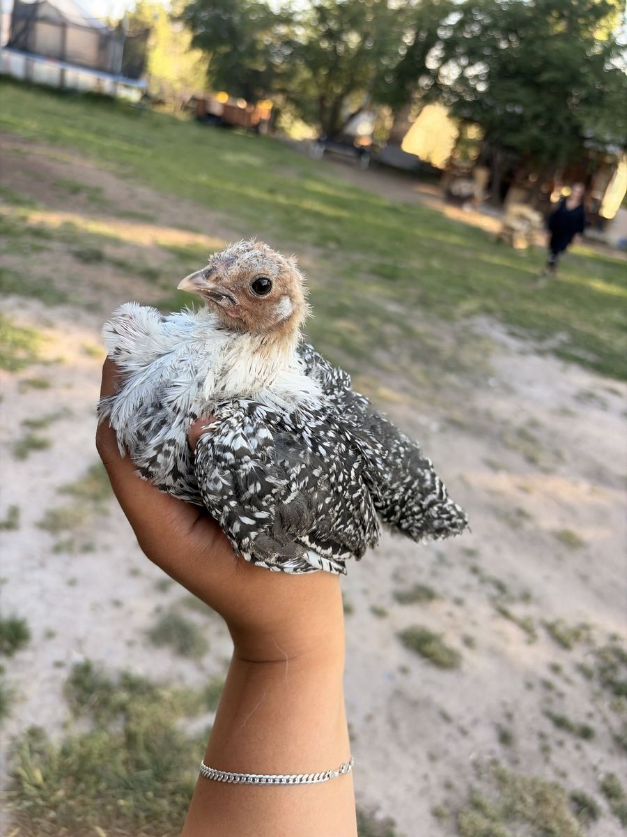 Silver Deathlayers pullets