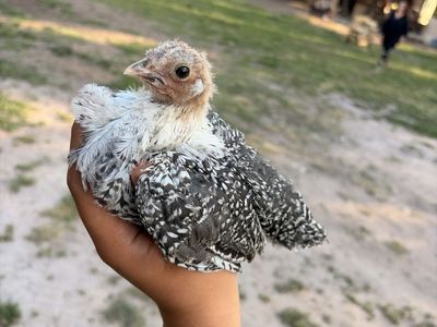 Silver Deathlayers pullets