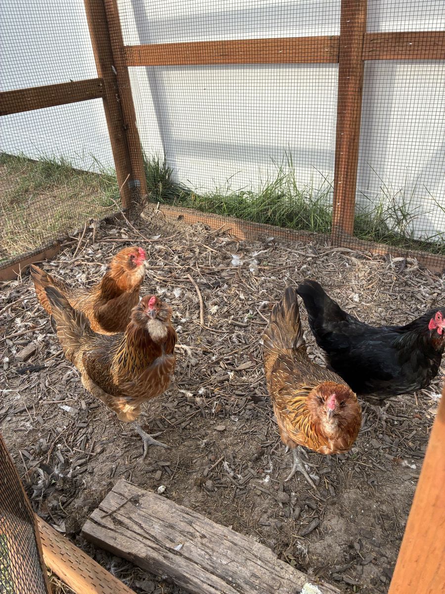 3 Older Americana Hens