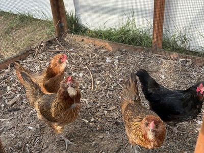 3 Older Americana Hens