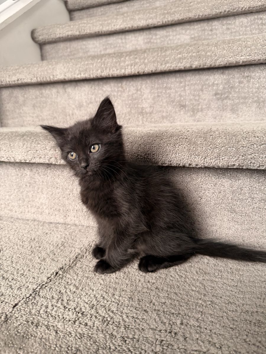 Beautiful vaccinated 8 week female fluffy black kittens 