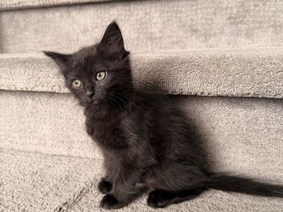 Beautiful vaccinated 8 week female fluffy black kittens