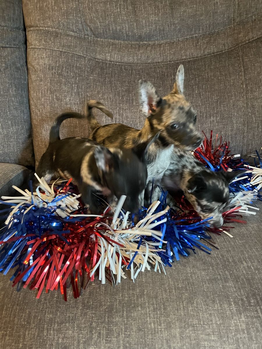 Merle Chihuahua Male puppy