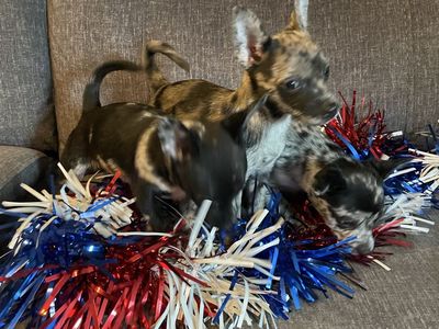 Merle Chihuahua Male puppy