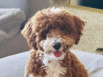 Red F1B Goldendoodle Stud Service – 14 lbs – Health Tested – Teddy Bear Puppies
