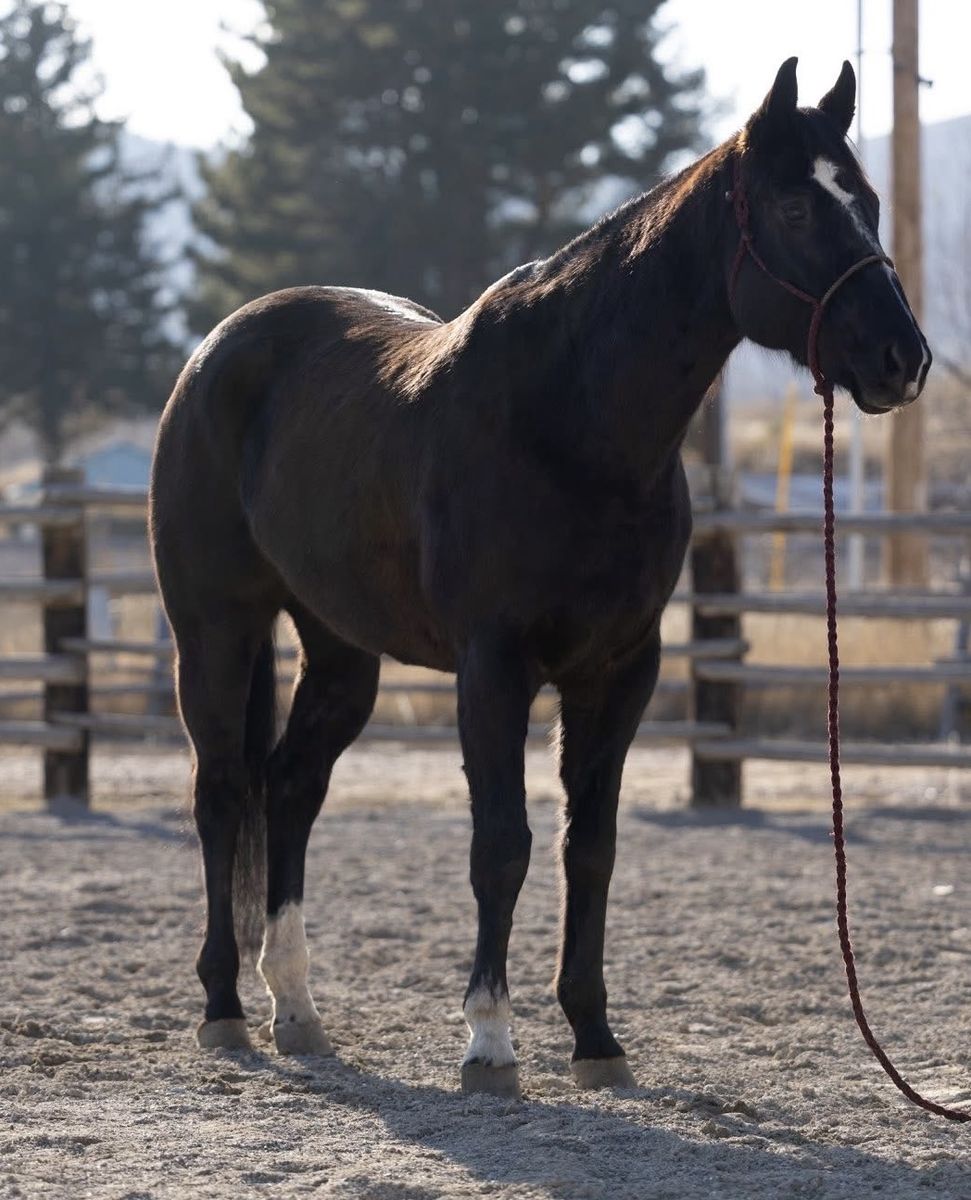 2019 Bay Gelding