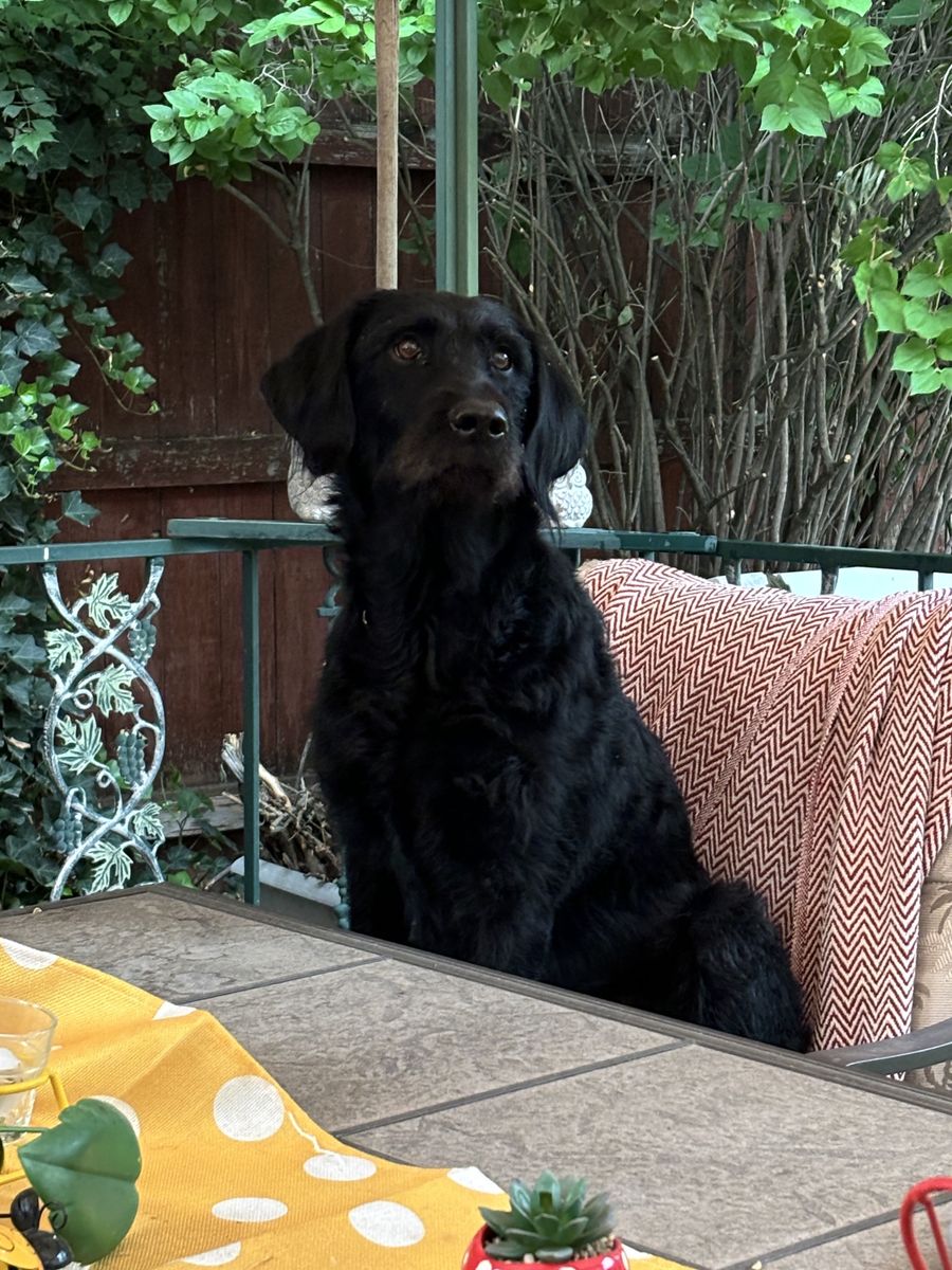 Labradoodle