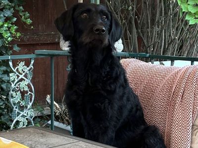 Labradoodle