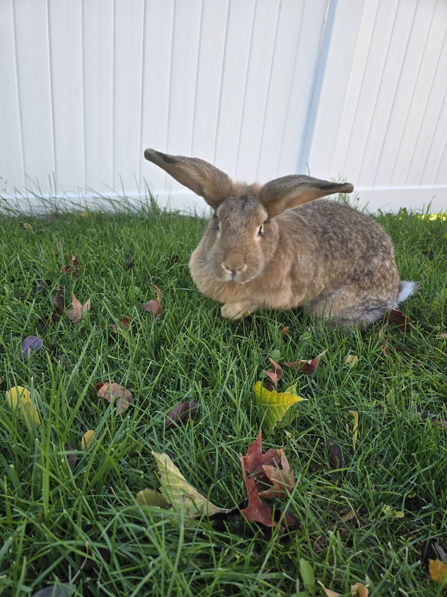 Continental Giant/ American Chinchilla Rabbits