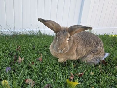 Continental Giant/ American Chinchilla Rabbits