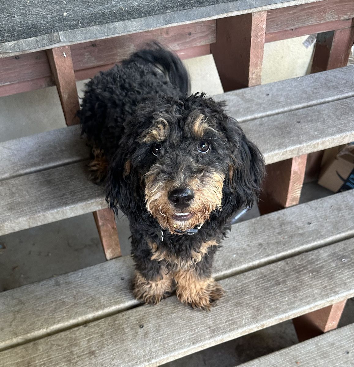 1 Yr Old Micro Mini Bernedoodle