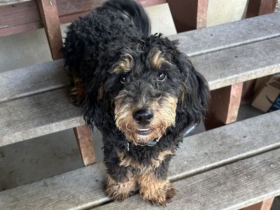 1 Yr Old Micro Mini Bernedoodle